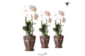 Phalaenopsis elegant cascade Kolibri Orchids Cascade Niagara fall whit