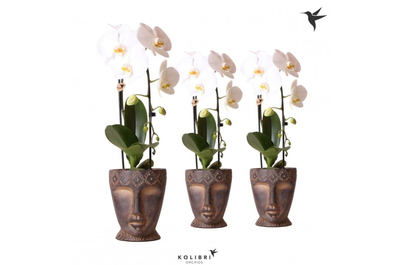 Phalaenopsis elegant cascade Kolibri Orchids Cascade Niagara fall whit 