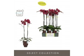 Phalaenopsis rood Optistar Montpellier 2 spike in Emilia Brown Aquo15 