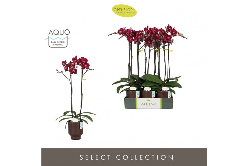 Phalaenopsis rood Optistar Montpellier 2 spike in Emilia Brown Aquo15  
