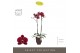 Phalaenopsis rood Optistar Montpellier 2 spike in Emilia Brown Aquo15  