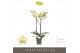 Phalaenopsis geel Optistar Shakira 2 spike15 bl. 2 tak/plnt 