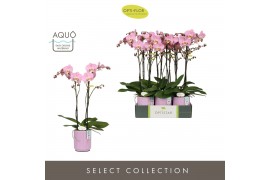 Phalaenopsis anthura padova Optistar Padova 2 spike in Molise Lilac Aq