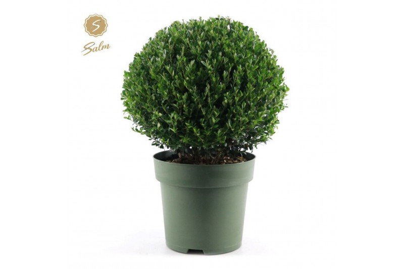 Ilex crenata jenny Ilex crenata Jenny® Ball Ø40cm P27 