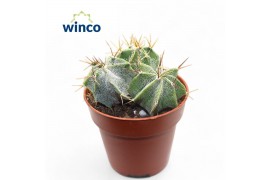 Astrophytum ornatum Astrophytum Ornatum (Group)