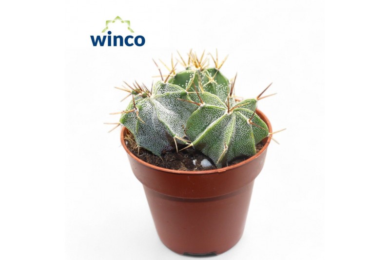 Astrophytum ornatum Astrophytum Ornatum (Group) 