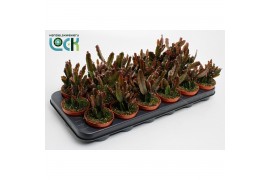 Rhipsalis Rhipsalis Agudoensis