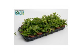 Rhipsalis Rhipsalis Crispata