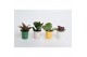 Succulenten Succulenten mix in Sylwia zink 
