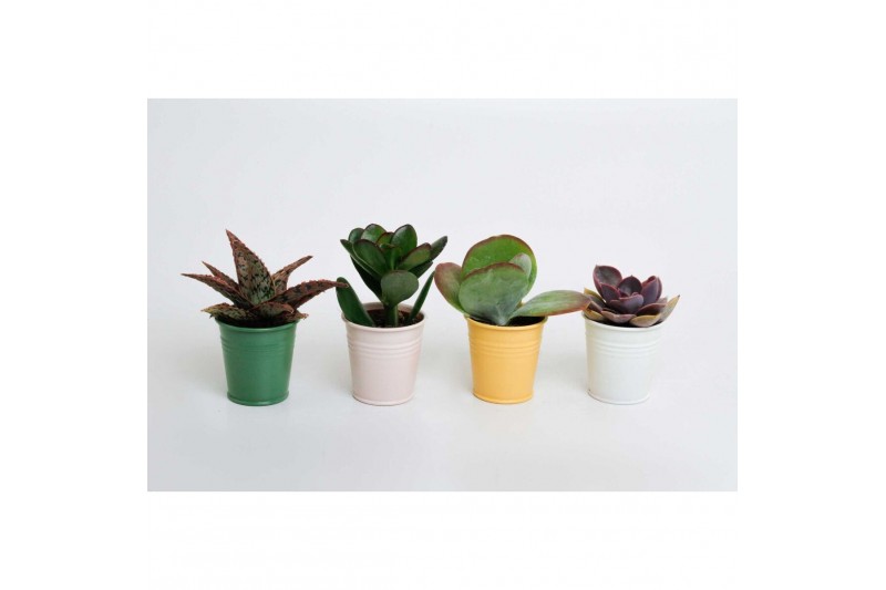 Succulenten Succulenten mix in Sylwia zink 