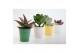 Succulenten Succulenten mix in Sylwia zink 
