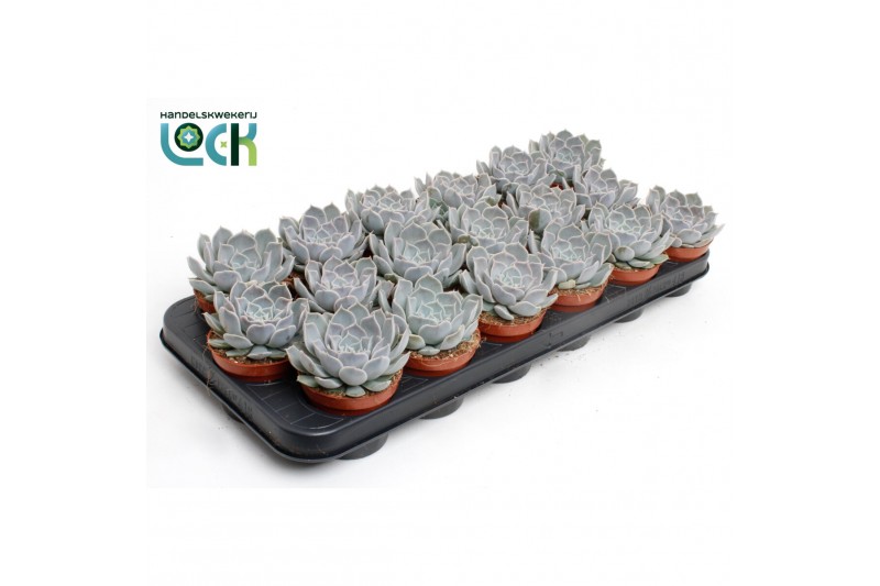 Echeveria zonder bloem Echeveria Rosea 