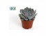 Echeveria zonder bloem Echeveria Rosea 