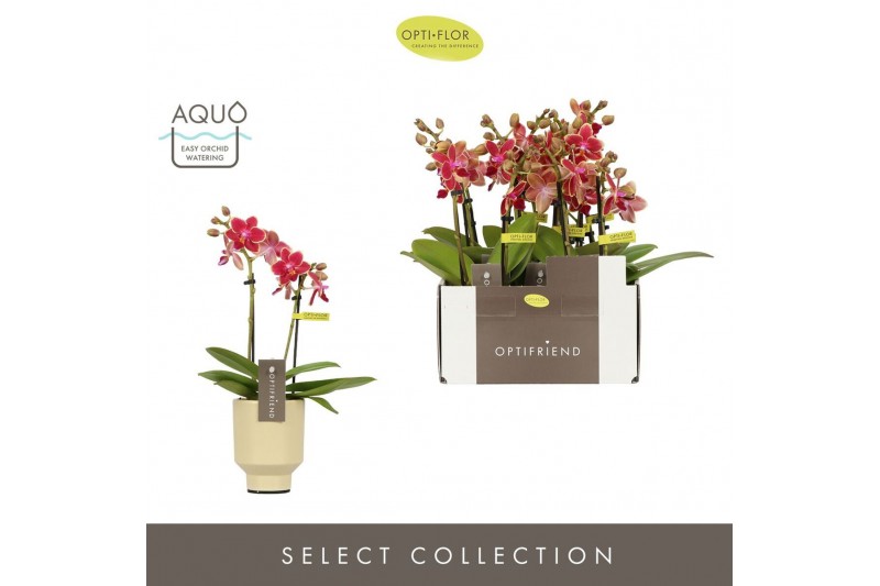 Phalaenopsis multiflora rood Optifriend Kyra 2 spike in Emilia Sand Aq 