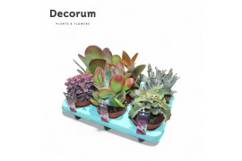 Kalanchoe mix Kalanchoe Mixoverig pp