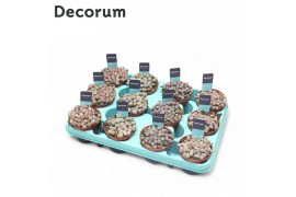 Lithops hookeri Lithops Mix (Decorum)12