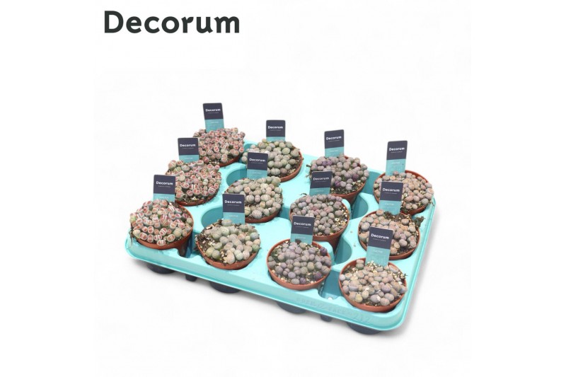 Lithops hookeri Lithops Mix (Decorum)12 