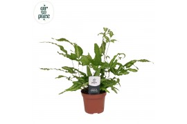 Pteris albolineata Pteris albolineata - Air So Pure