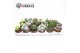 Cactus mix Sierras® - Bilbao Cactus Mix (Exclusive) 