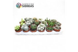 Cactus mix Sierras® - Bilbao Cactus Mix (Exclusive)
