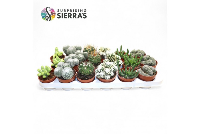 Cactus mix Sierras® - Bilbao Cactus Mix (Exclusive) 