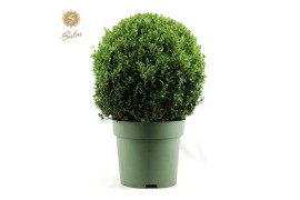 Buxus sempervirens Buxus semp. Ball Ø50cm P33cm diameter
