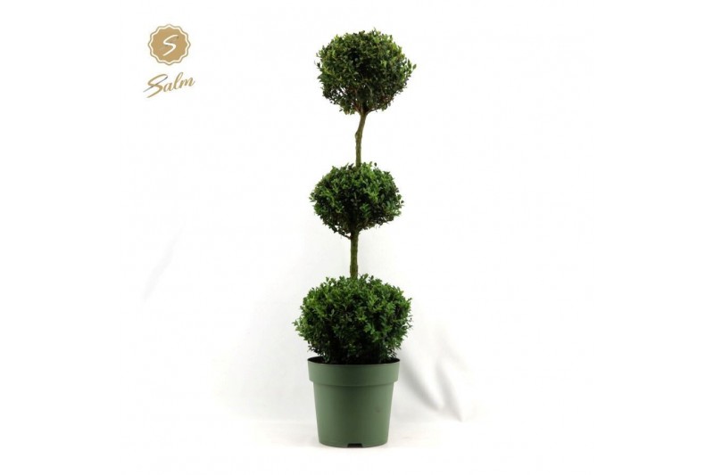 Buxus sempervirens Buxus semp. Trio-Ball on Stem 