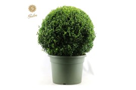 Buxus sempervirens Buxus semp. Ball Ø60cm P40cm diameter
