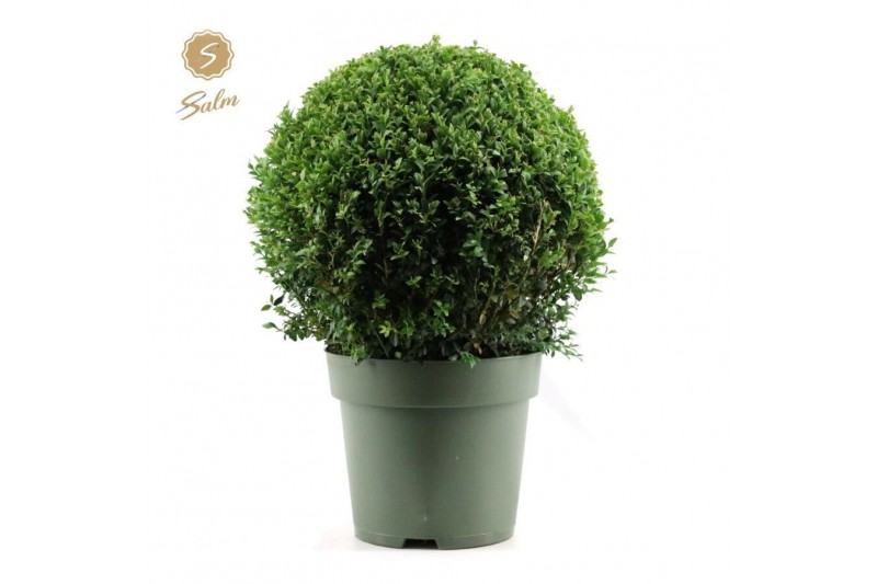 Buxus sempervirens Buxus semp. Ball Ø40cm P27cm diameter 