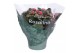 Kalanchoe rosalina don nando Kalanchoe Rosalina 15cm Don Nando roze3 p 