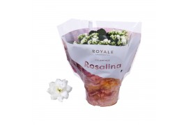 Kalanchoe blossfeldiana rosalina don cedro Kalanchoe Rosalina 15cm Roy