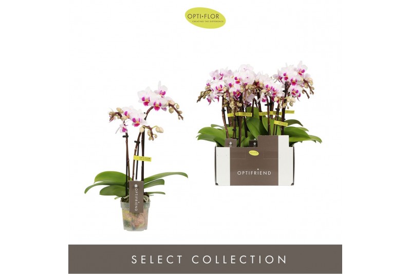 Phalaenopsis multiflora Optifriend Alice 3 spike15 bl. 3 tak/plnt 150 