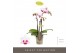 Phalaenopsis multiflora Optifriend Alice 3 spike15 bl. 3 tak/plnt 150 