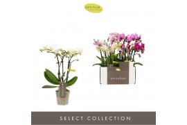 Phalaenopsis multiflora mix Optifriend Mix 3 spike15 bl. 3 tak/plnt 15