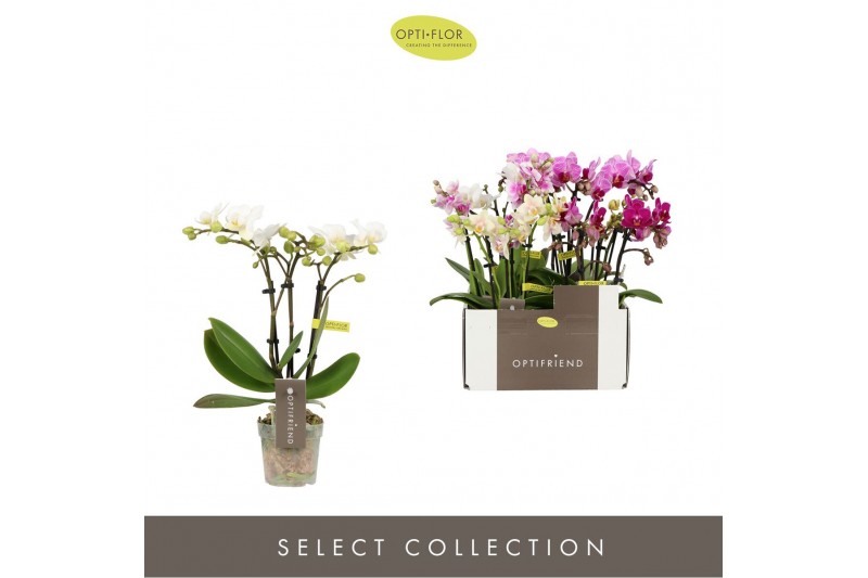 Phalaenopsis multiflora mix Optifriend Mix 3 spike15 bl. 3 tak/plnt 15 