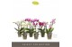 Phalaenopsis multiflora mix Optifriend Mix 3 spike15 bl. 3 tak/plnt 15 