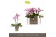 Phalaenopsis multiflora roze Optifriend Lieke 2 spike10 bl. 2 tak/plnt 