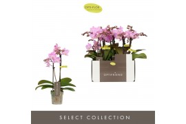 Phalaenopsis multiflora roze Optifriend Lieke 2 spike10 bl. 2 tak/plnt