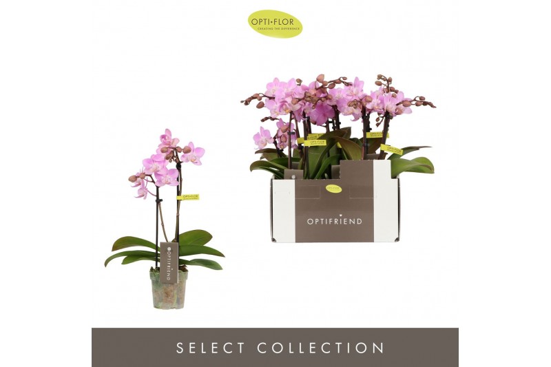 Phalaenopsis multiflora roze Optifriend Lieke 2 spike10 bl. 2 tak/plnt 