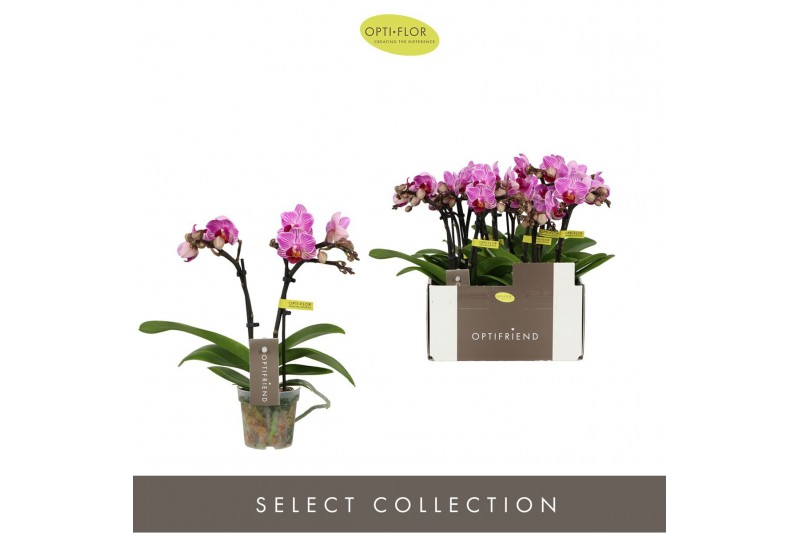Phalaenopsis multiflora paars Optifriend Lotte 2 spike10 bl. 2 tak/pln 