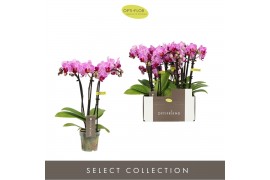 Phalaenopsis multiflora Optifriend Lotte 3 spikebl.  tak/plnt 150