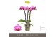 Phalaenopsis multiflora Optifriend Lotte 3 spikebl.  tak/plnt 150 
