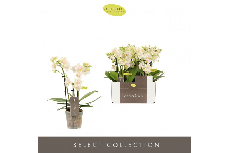 Phalaenopsis multiflora geel Optifriend Sara 3 spike15 bl. 3 tak/plnt  