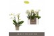 Phalaenopsis multiflora wit Optifriend Sandra 2 spike10 bl. 2 tak/plnt 