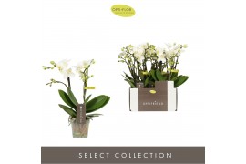 Phalaenopsis multiflora wit Optifriend Sandra 2 spike10 bl. 2 tak/plnt