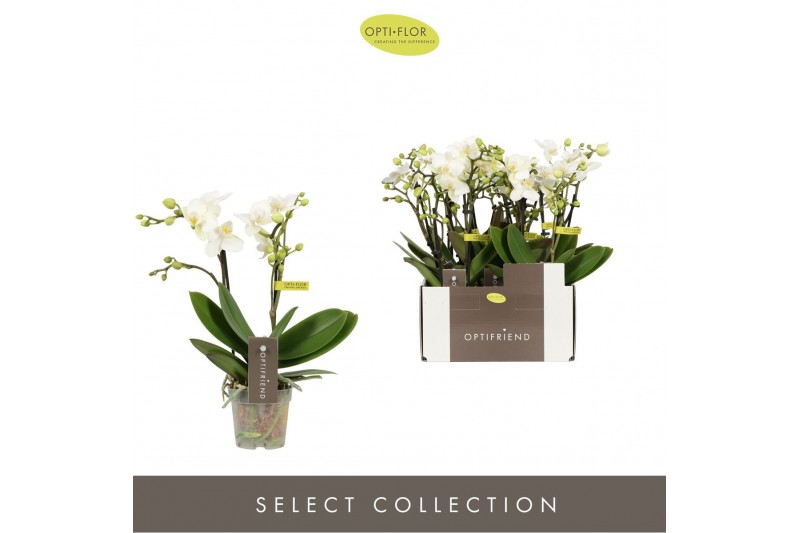 Phalaenopsis multiflora wit Optifriend Sandra 2 spike10 bl. 2 tak/plnt 