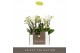 Phalaenopsis multiflora wit Optifriend Sandra 2 spike10 bl. 2 tak/plnt 