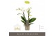 Phalaenopsis multiflora wit Optifriend Sandra 2 spike10 bl. 2 tak/plnt 