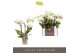 Phalaenopsis multiflora wit Optifriend Sandra 4 spike18 bl. 4 tak/plnt 