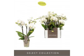 Phalaenopsis multiflora wit Optifriend Sandra 4 spike18 bl. 4 tak/plnt